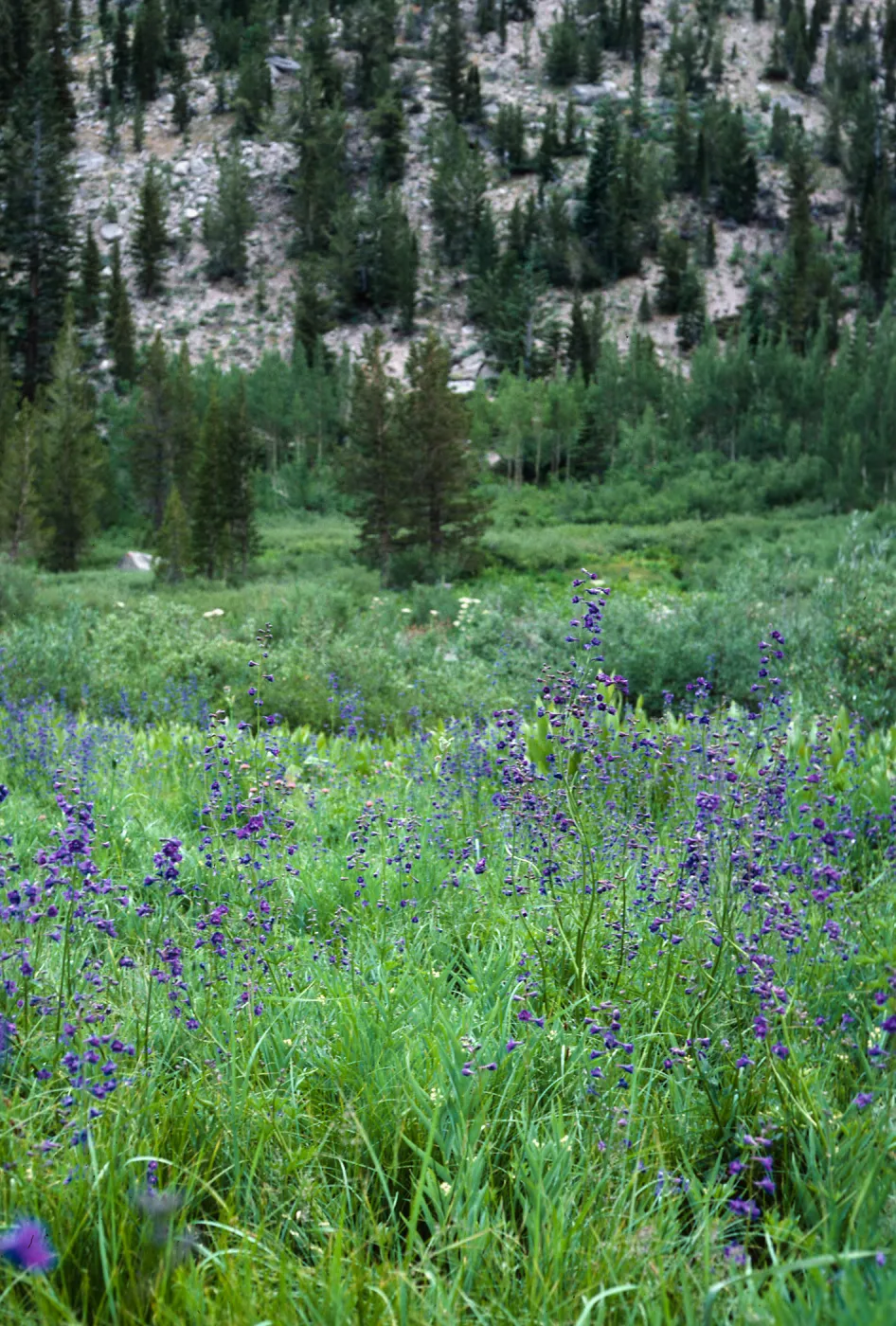 Onion Valley, Sierra Nevada, Inyo County