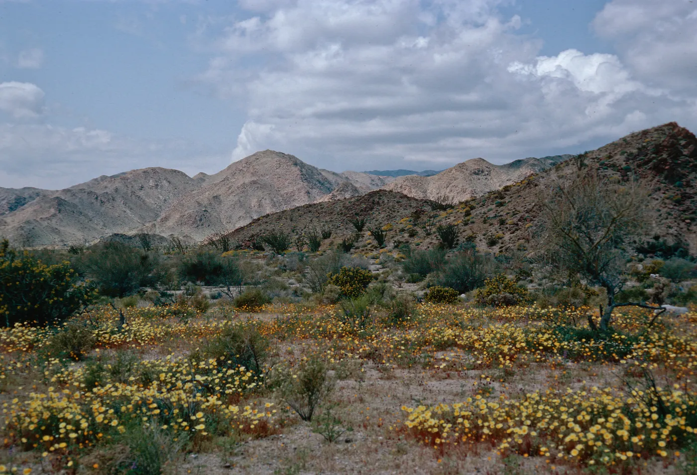 Malacothrix, South end, Joshua Tree, San Bernardino County