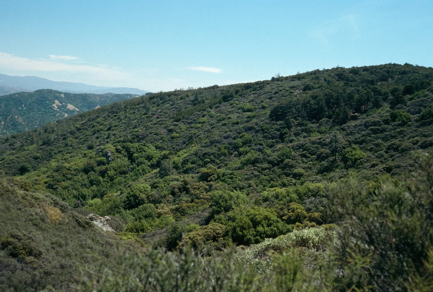 North side of Cuesta Ridge Botanical Area, from powerline tower, San Luis Obispo County