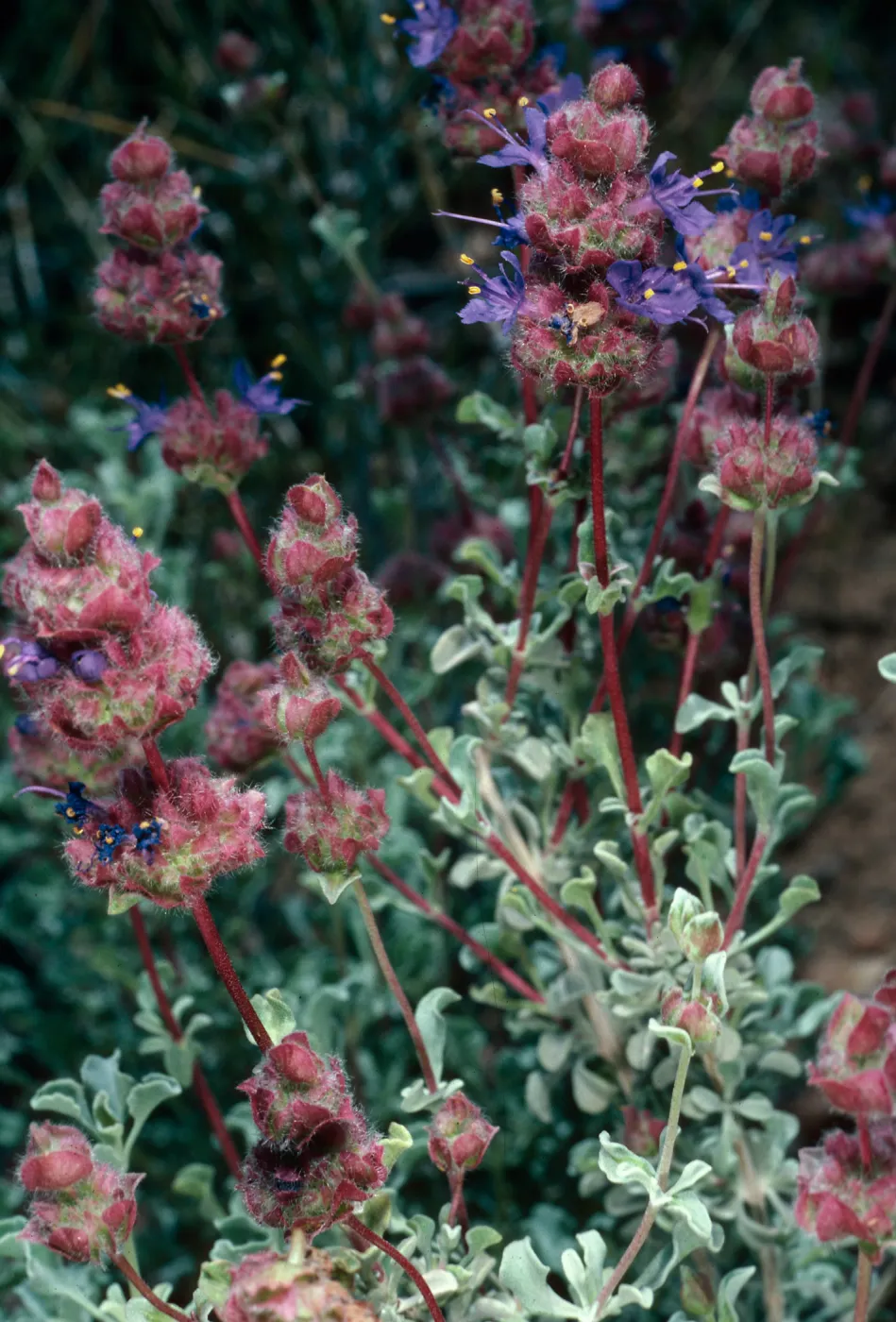 Salvia (Sage) dorrii, Wild Horse Canyon Road, Providence Mountains, Mojave National Preserve, San Bernardino Mountains