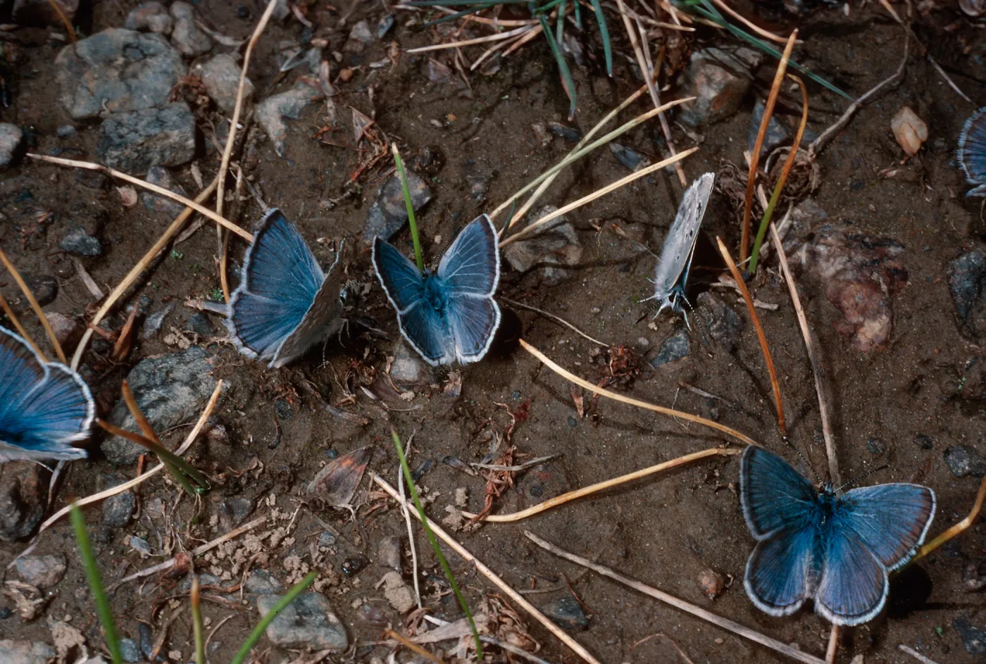 butterflies, Campito Meadow, White Mountains, Inyo County