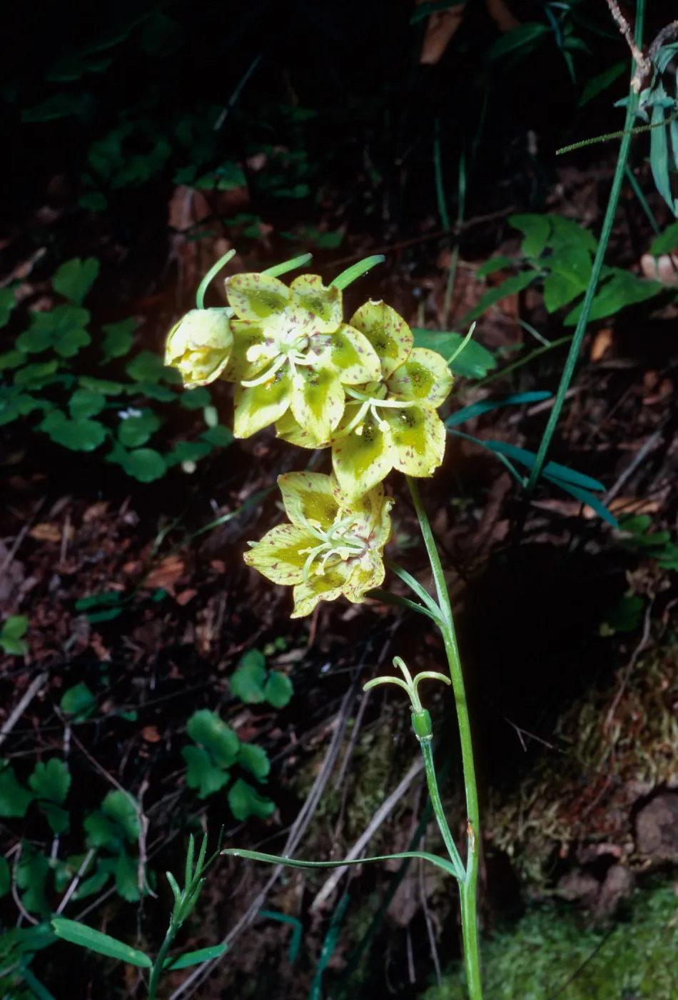 Fritillaria lanceolata, Nineteen Oaks Trail, Santa Ynez Valley, Los Padres National Forest, Santa Barbara County