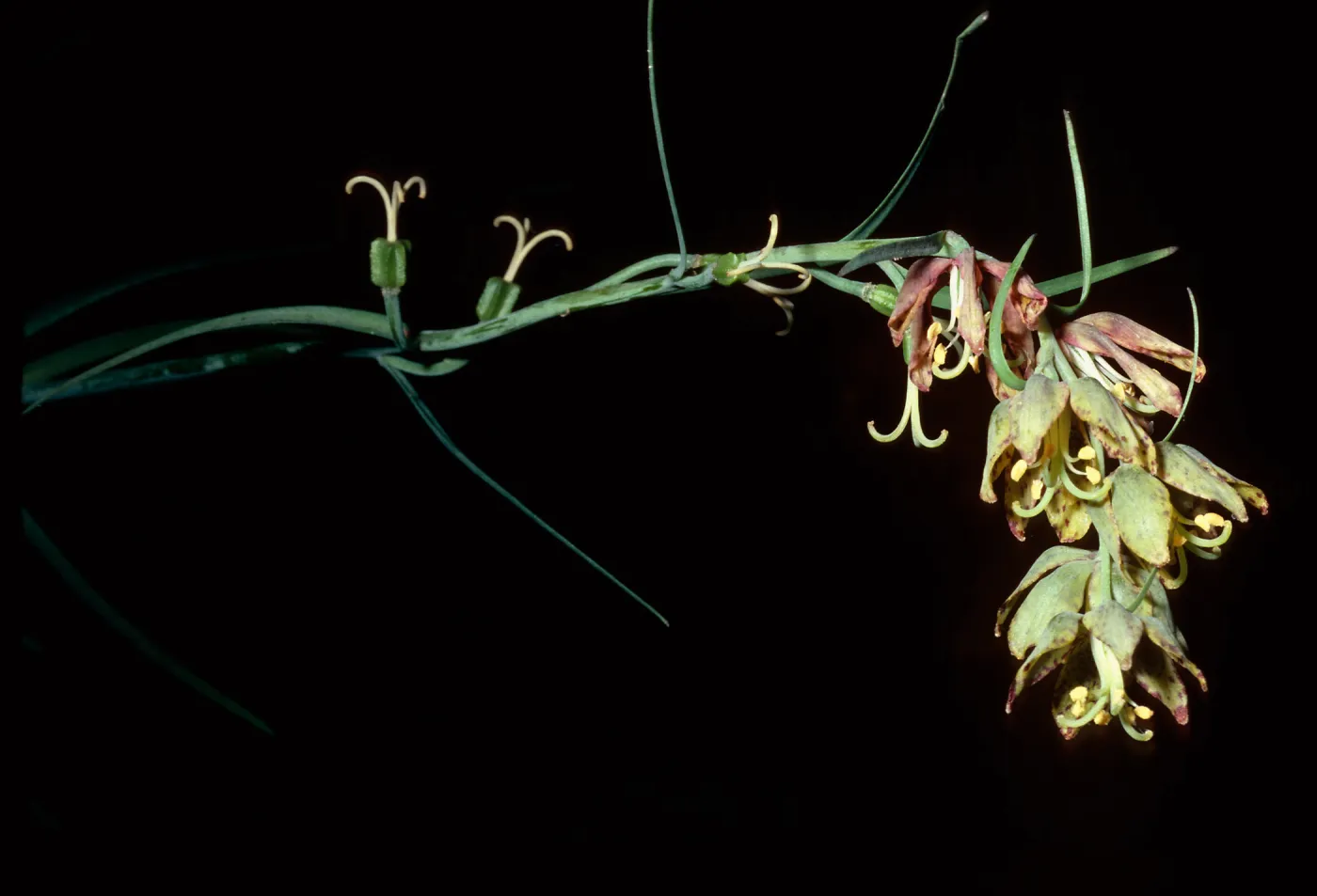 Fritillaria lanceolata, Nineteen Oaks Trail, Santa Ynez Valley, Los Padres National Forest, Santa Barbara County