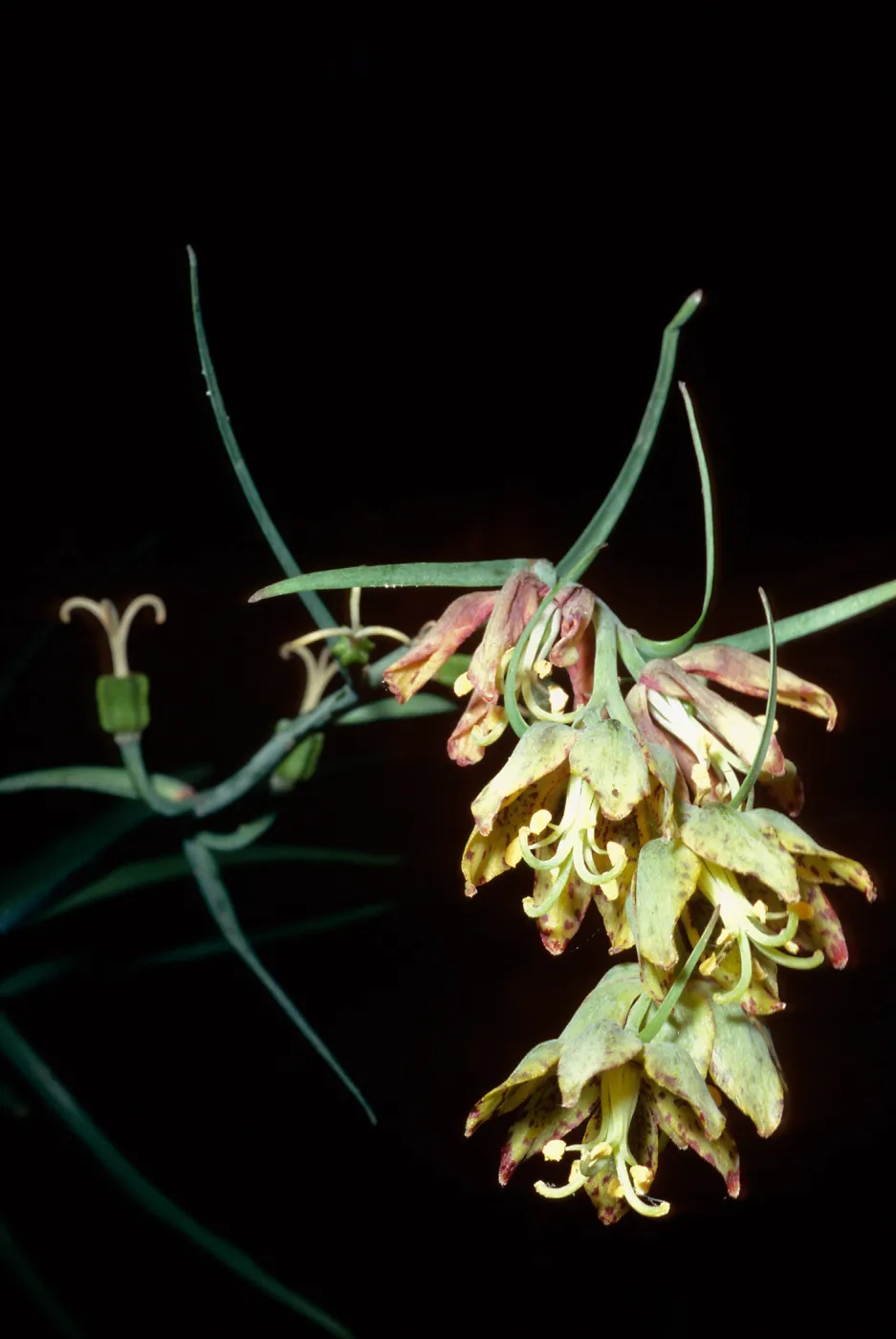 Fritillaria lanceolata, Nineteen Oaks Trail, Santa Ynez Valley, Los Padres National Forest, Santa Barbara County