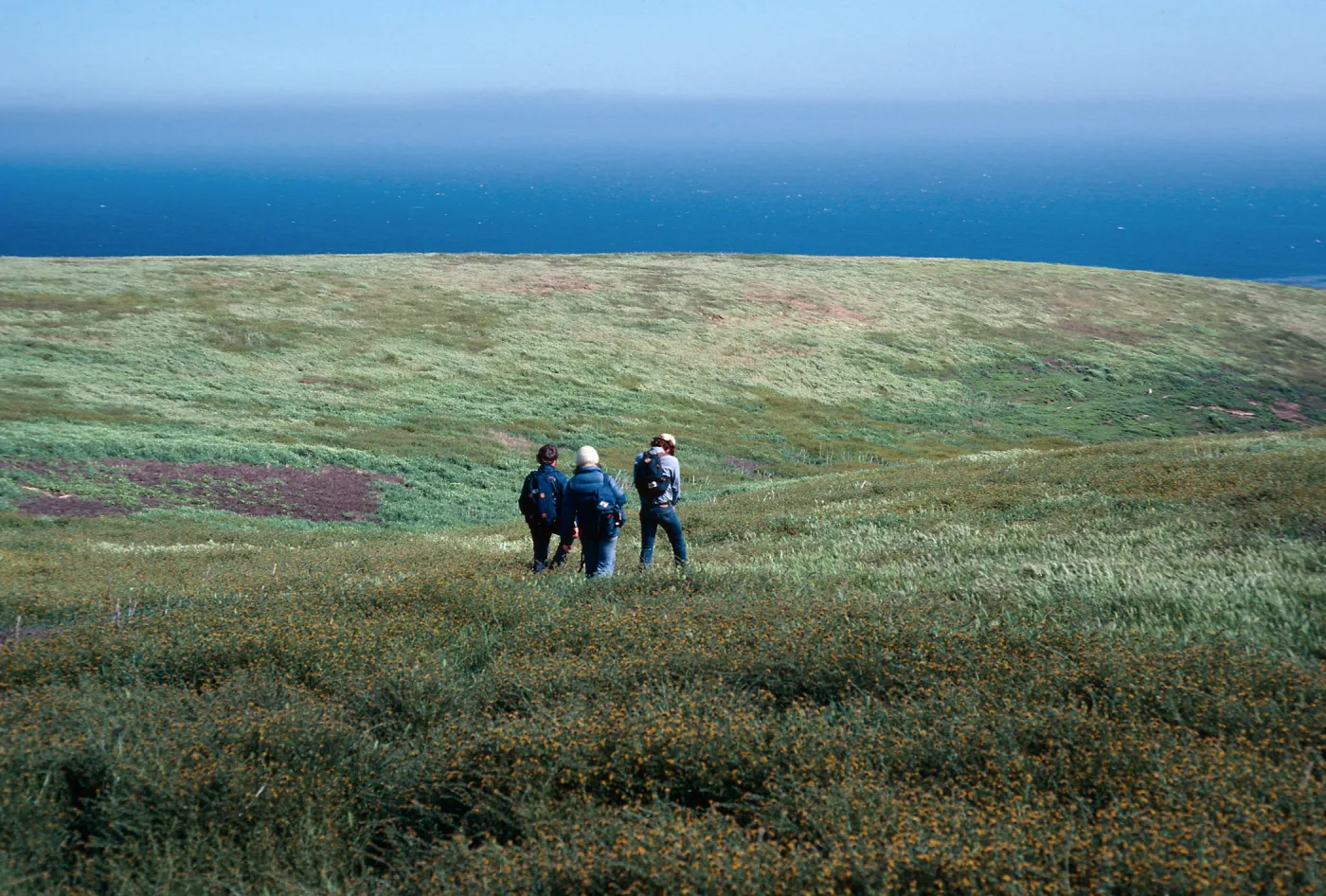 Amsinckia, at head of Cat Canyon, Santa Barbara Island