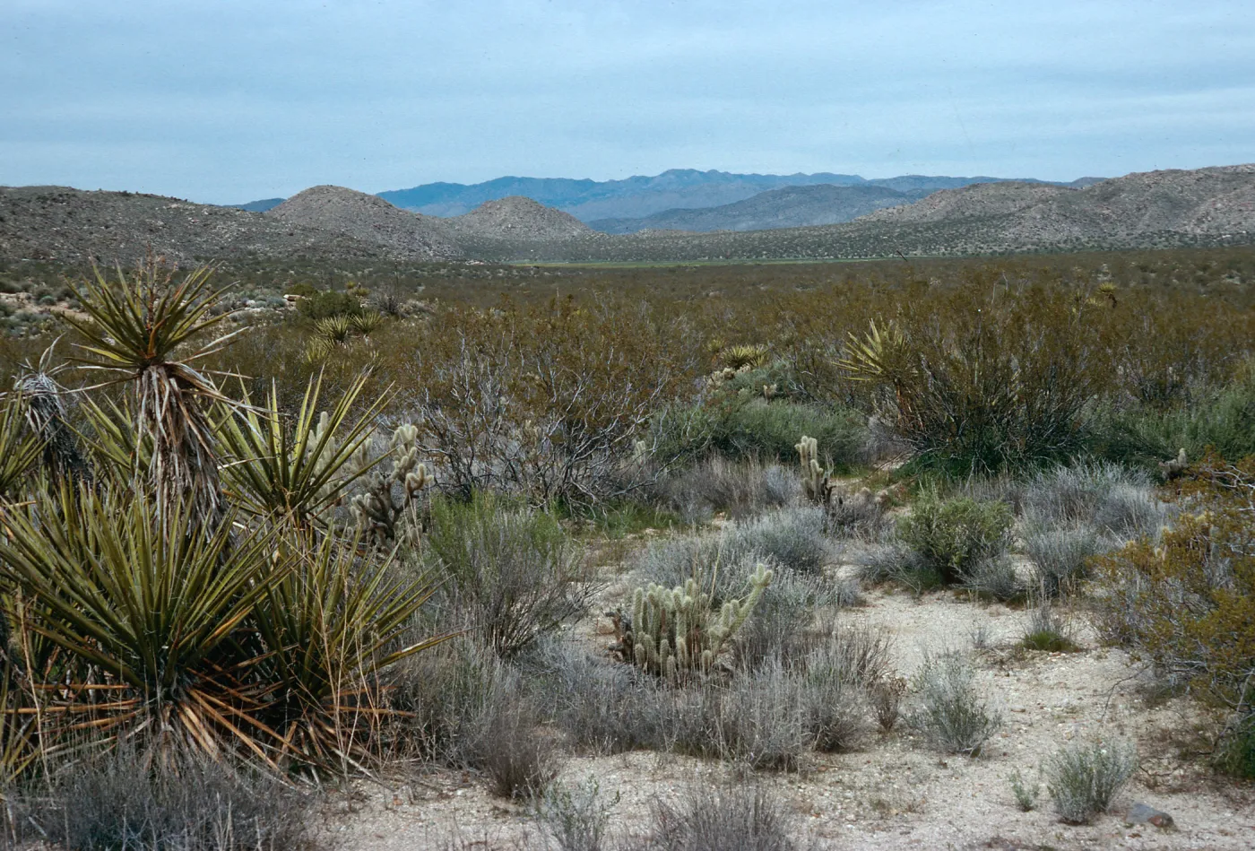 Blair Valley, Anza Borrego State Park, San Diego County