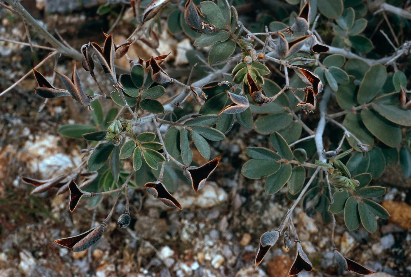 Cassia covesii, Morteros site, Blair Valley, Anza-Borrego State Park, San Diego County