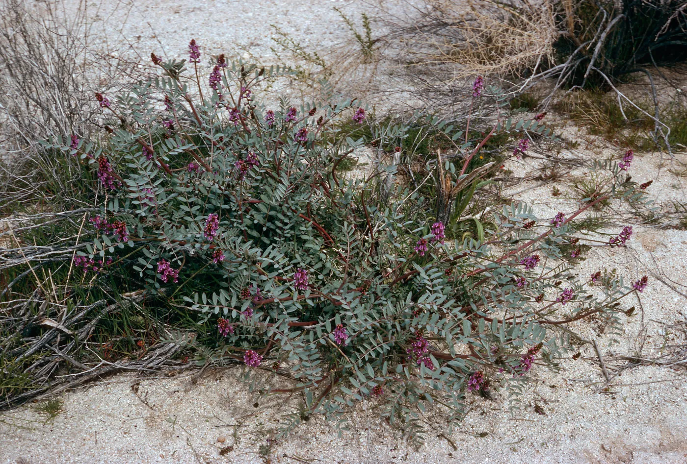 Astragalus, Morteros site, Blair Valley, Anza-Borrego State Park, San Diego County