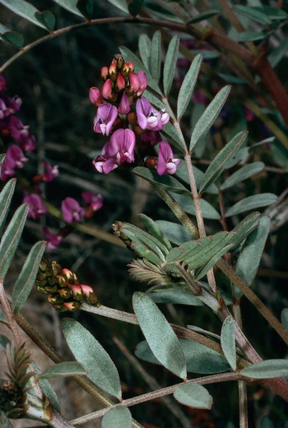 Astragalus, Blair Valley, Anza Borrego State Park, San Diego County