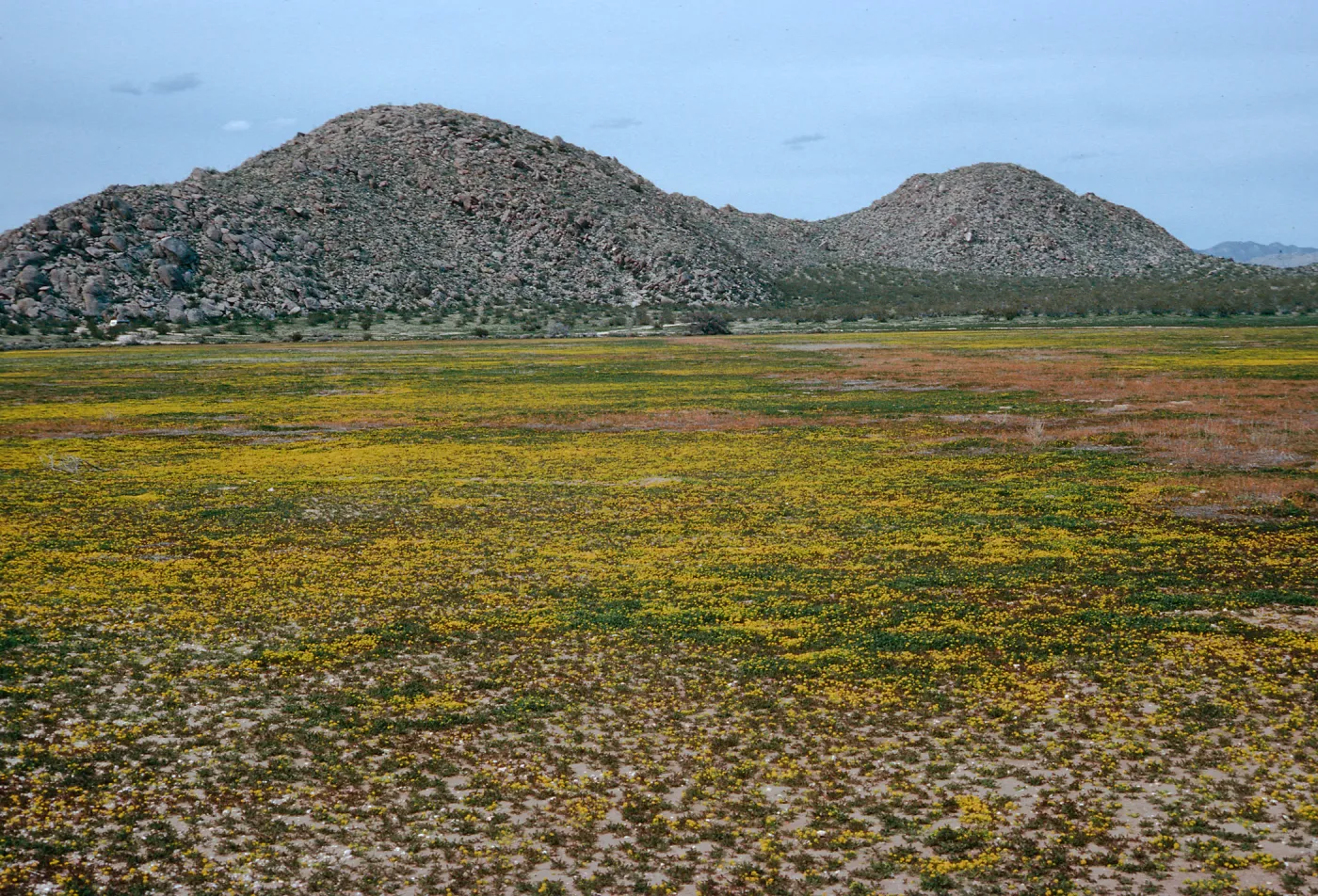 Lepidium flavum, #4878, Little Blair Valley, Anza-Borrego State Park, San Diego County