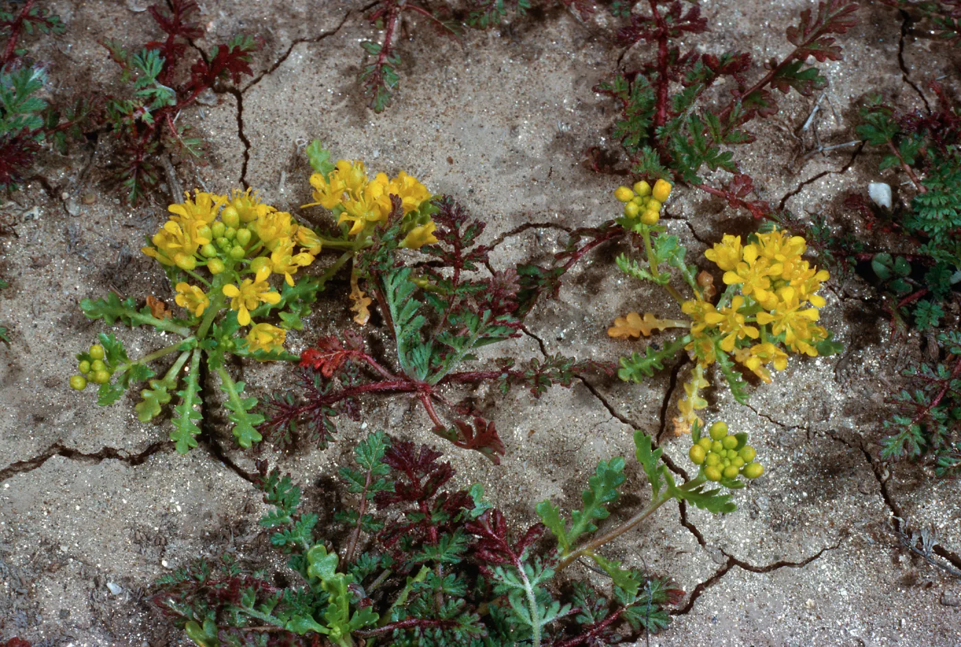 Lepidium flavum, #4878, Little Blair Valley, Anza Borrego State Park, San Diego County
