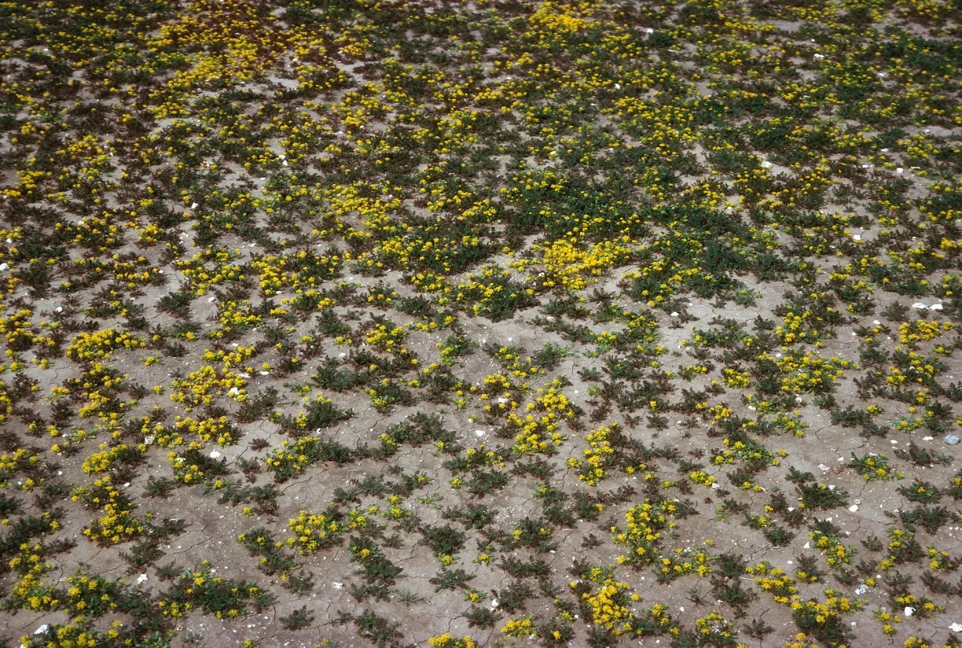 Lepidium flavum, #4878, Little Blair Valley, Anza-Borrego State Park, San Diego County