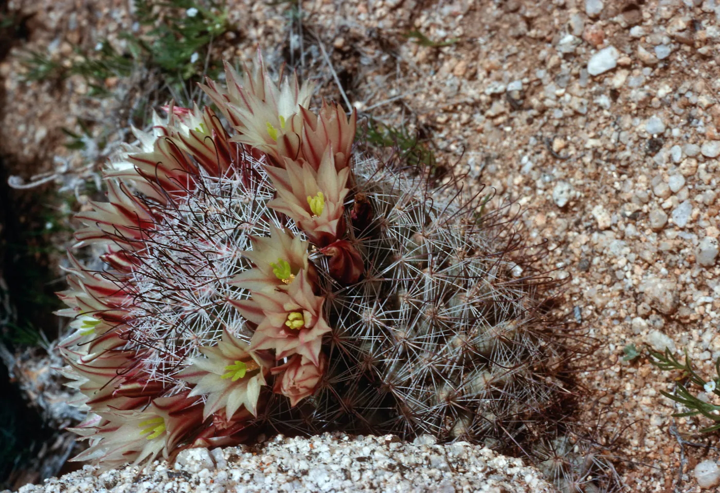 Mammilarria, Ghost Mountain, Anza-Borrego State Park, San Diego County