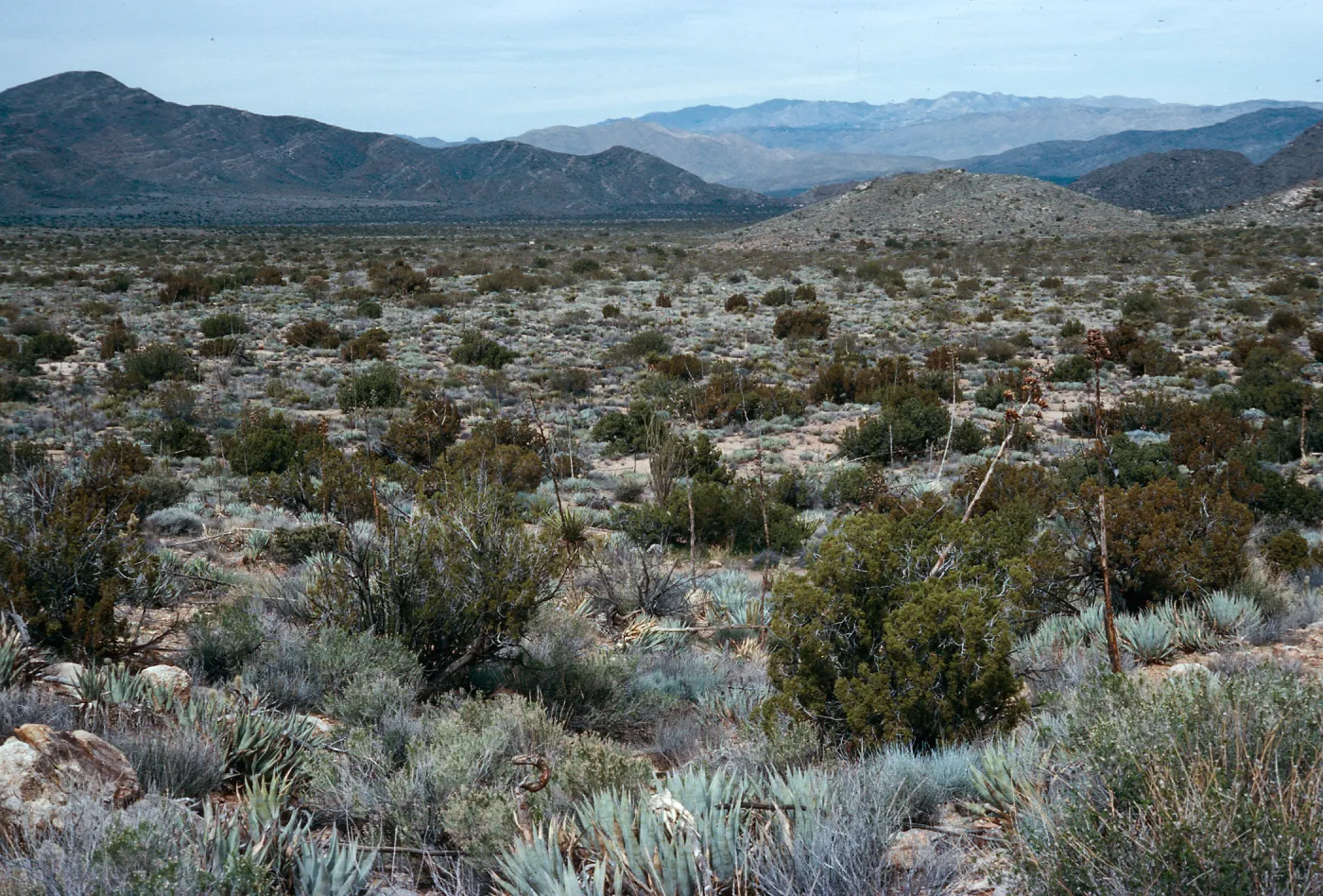 trail to Ghost Mountain, Blair Valley, Anza-Borrego State Park, San Diego County