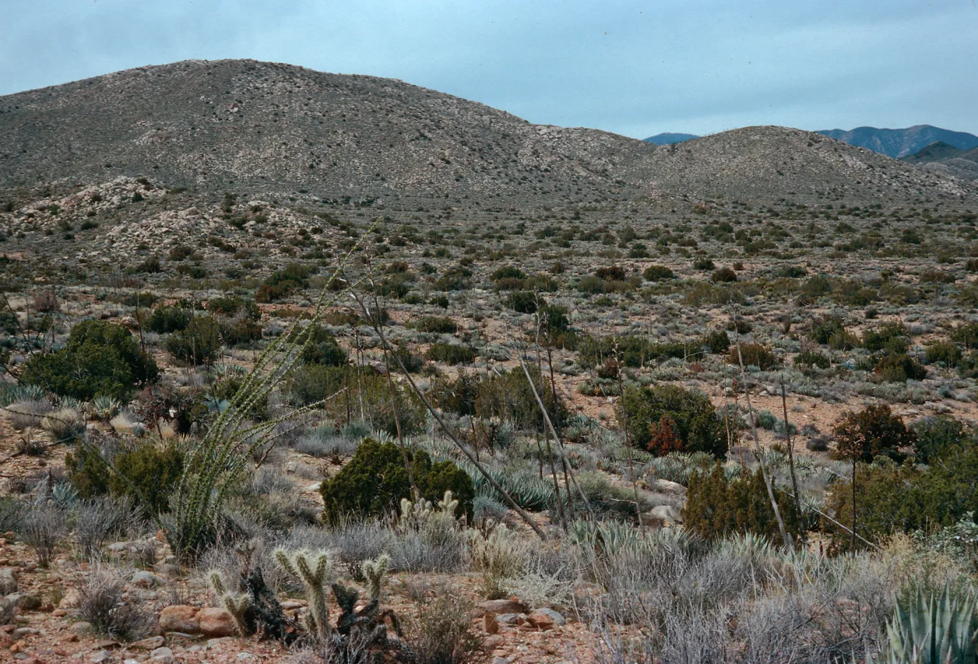 trail to Ghost Mountain, Blair Valley, Anza-Borrego State Park, San Diego County