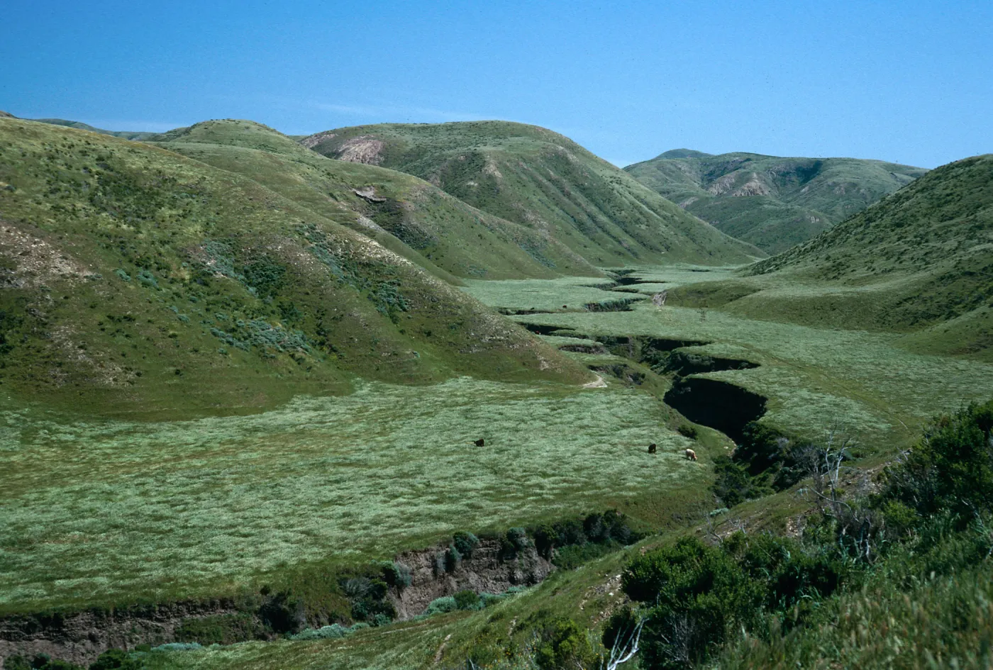 Cañada Verde, Santa Rosa Island