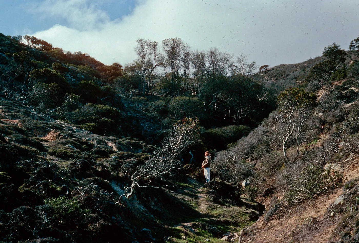 Lyonothamnus, 4th canyon, East of Water Canyon, Santa Rosa Island