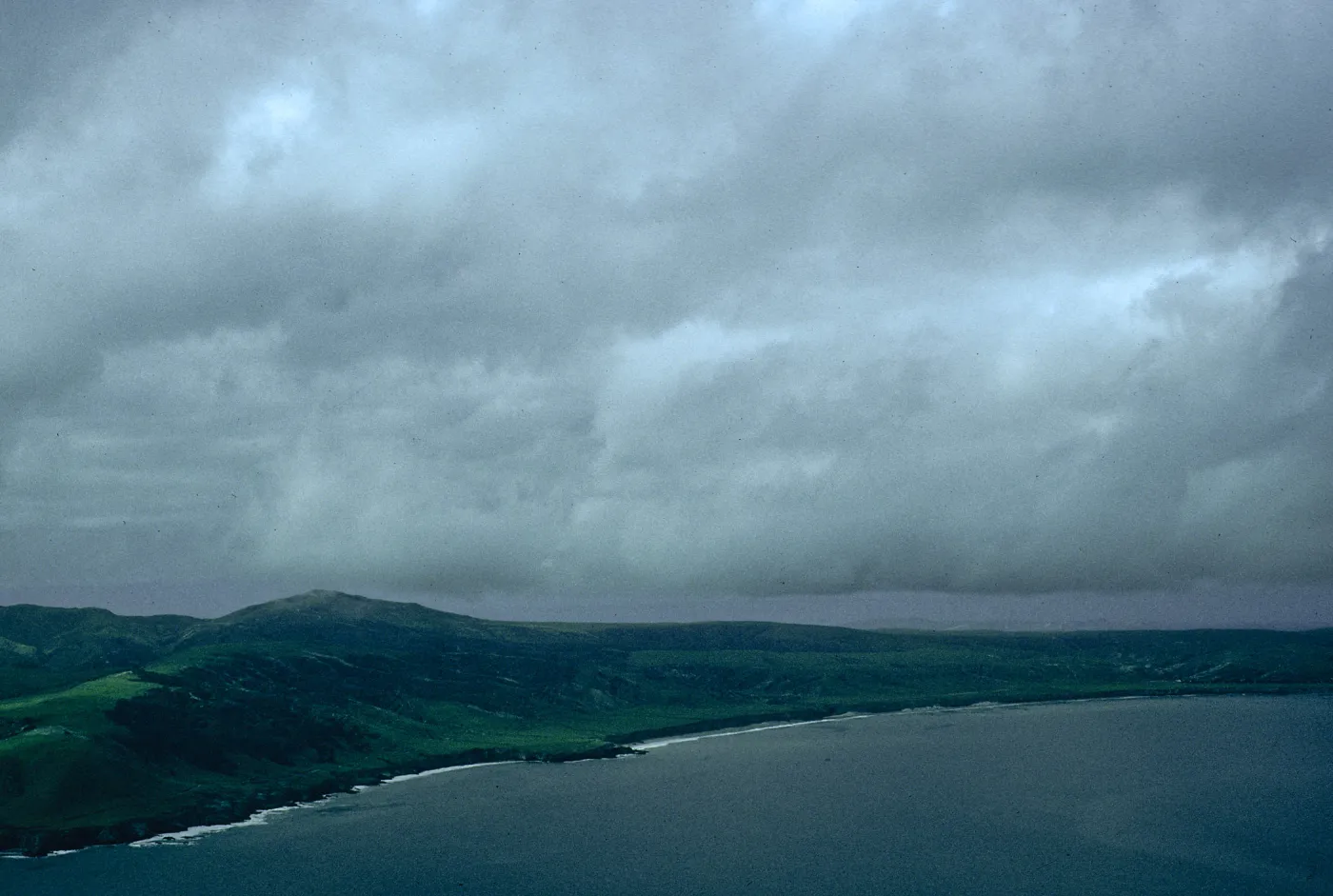 Torrey Pines, Beechers Bay, Santa Rosa Island