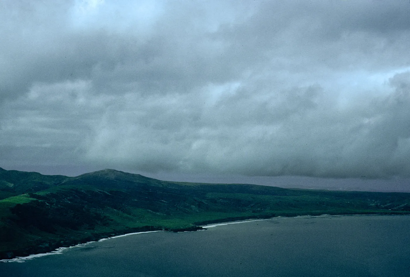 Torrey Pines, Santa Rosa Island