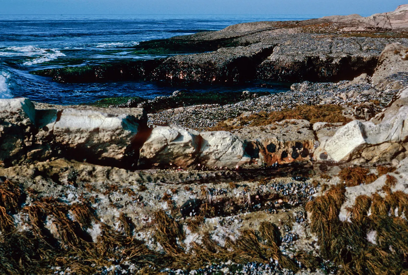 tide pools, East Point, Santa Rosa Island