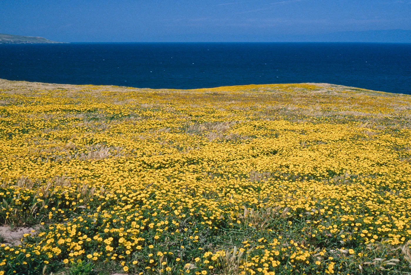 Layia, East end of Beechers Bay, Santa Rosa Island