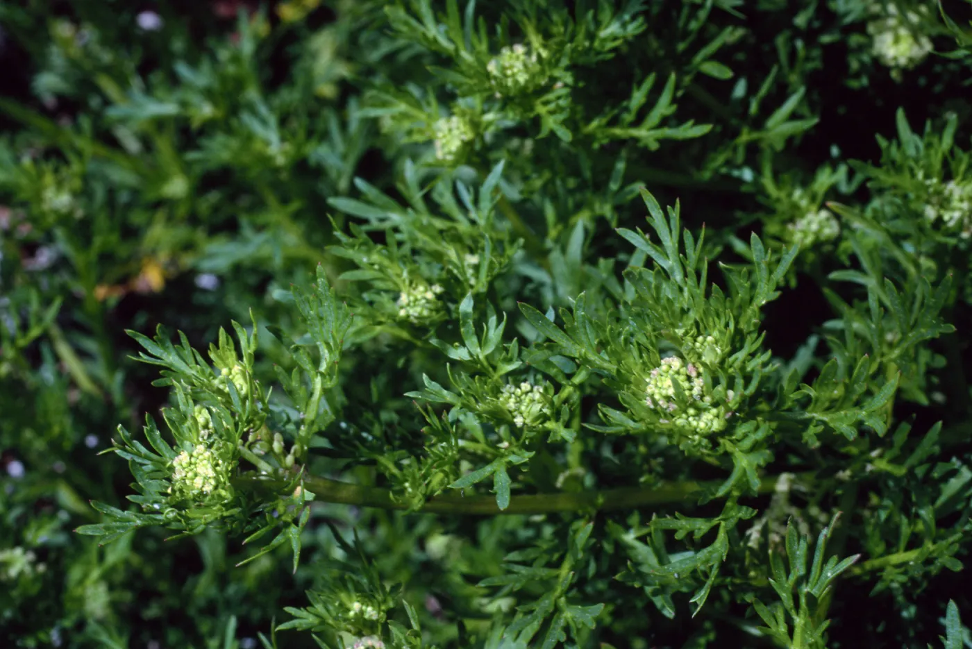 Coronopus didymus, Santa Barbara Botanic Garden