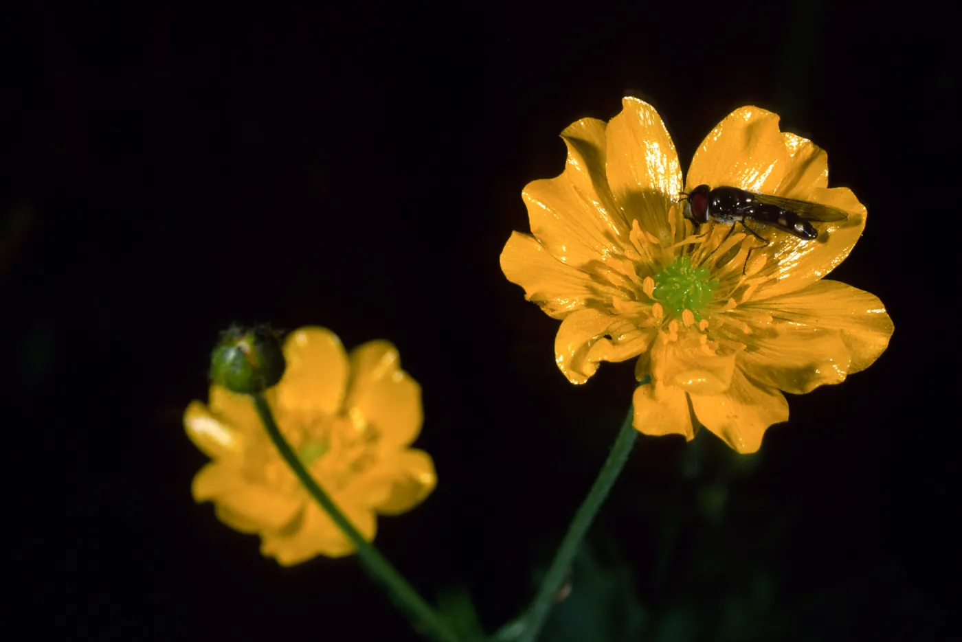 Uncaptioned slide, likely SBBG