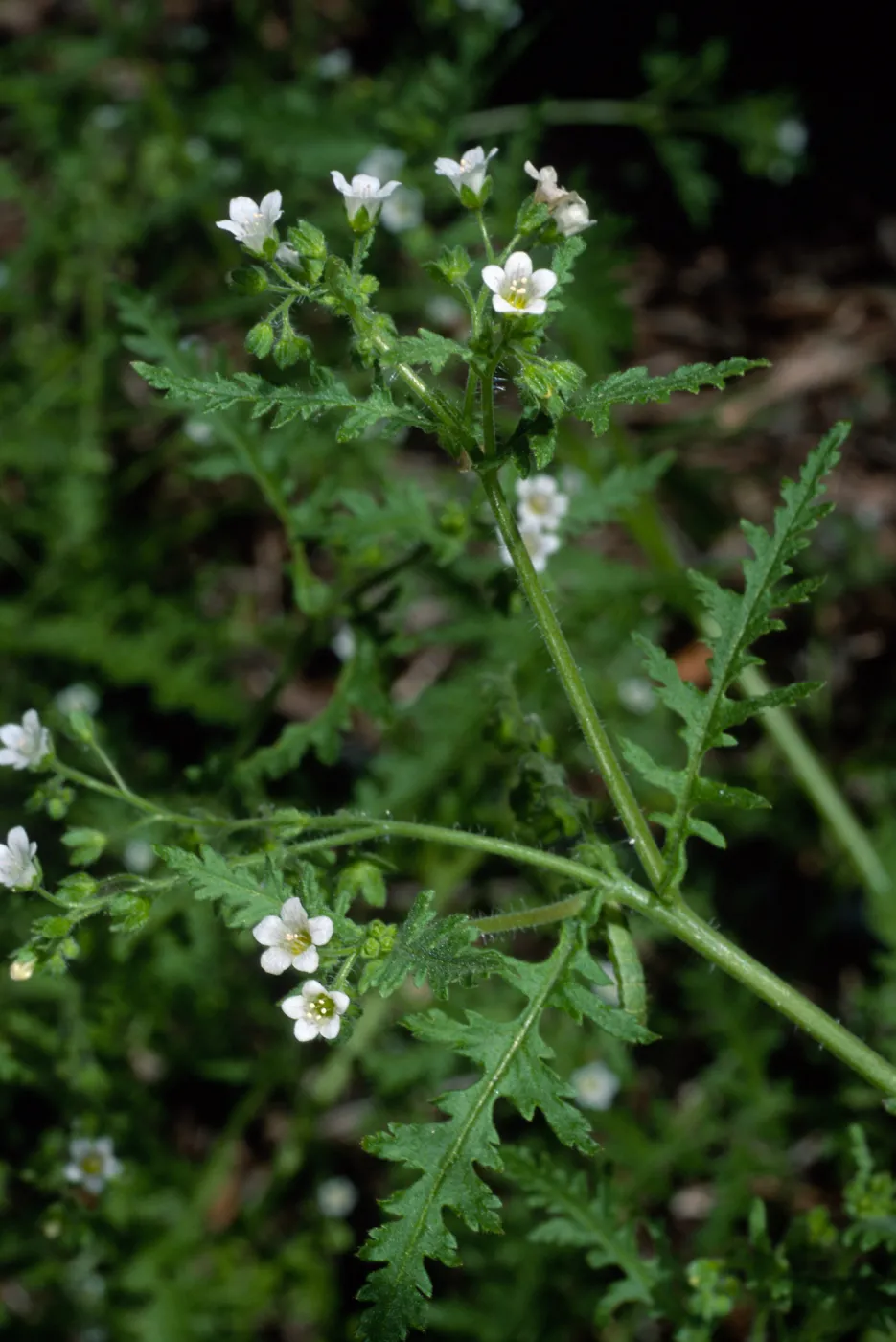 Uncaptioned slide, likely SBBG