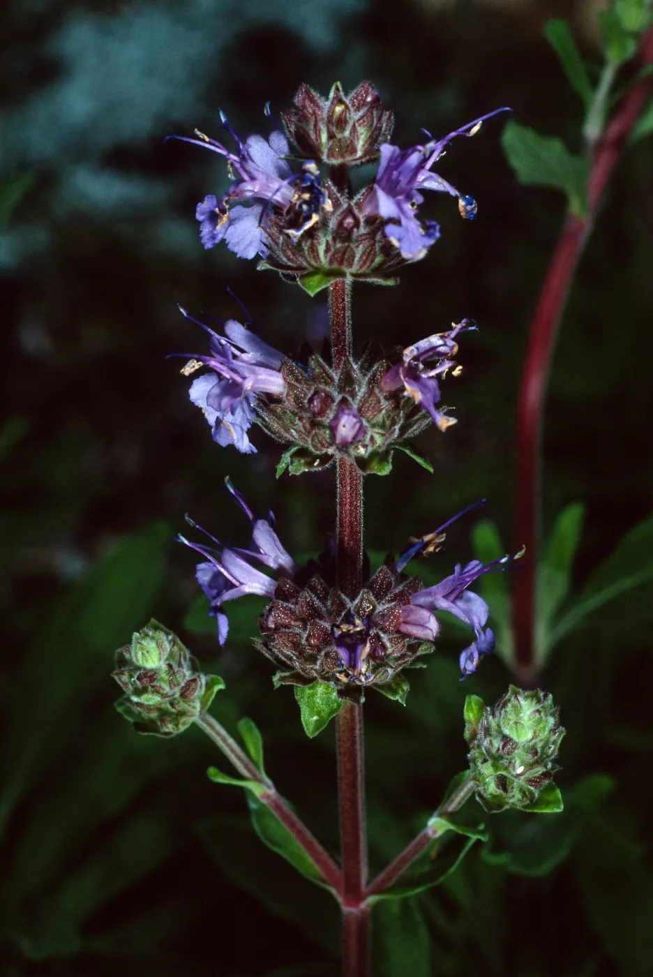 Salvia ‘Daras Choice’, 88-24, Arroyo Section, Santa Barbara Botanic Garden