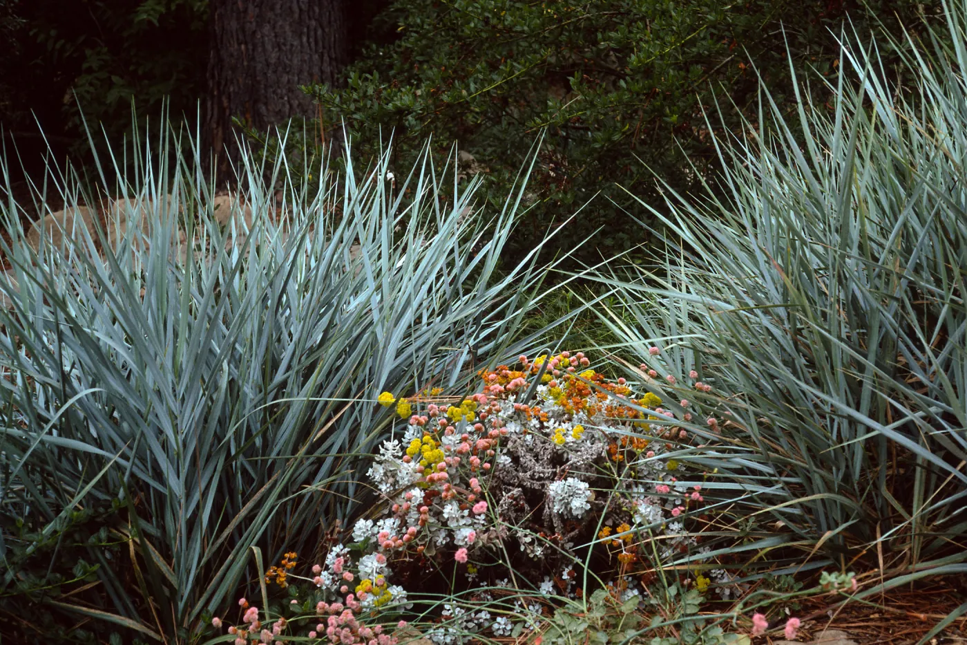 Leymus condensatus ‘Canyon Prince’ w/Eriogonum crocatum, E. grande rubescens, Santa Barbara Botanic Garden