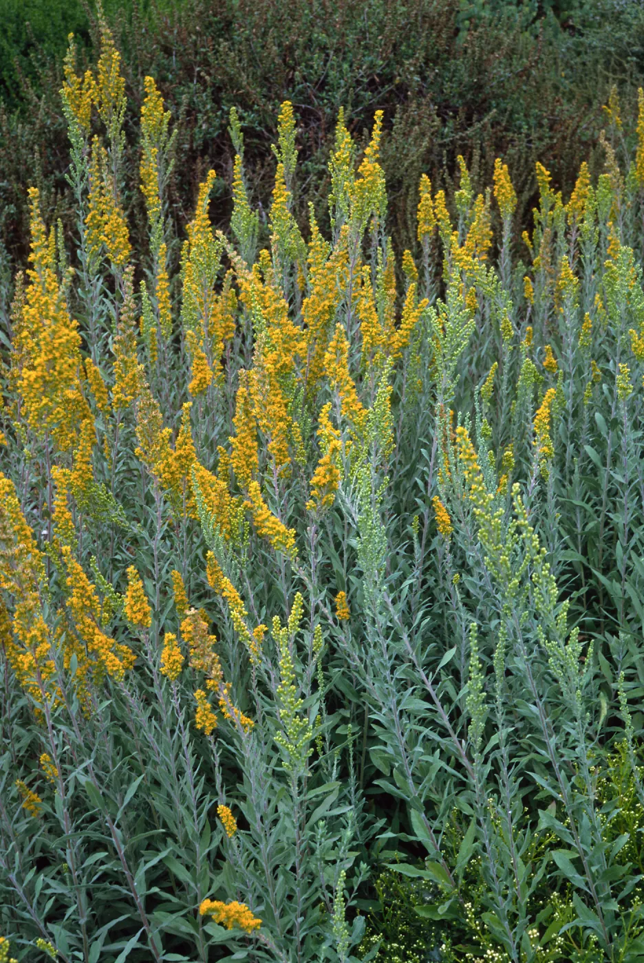 Solidago californica, Santa Barbara Botanic Garden
