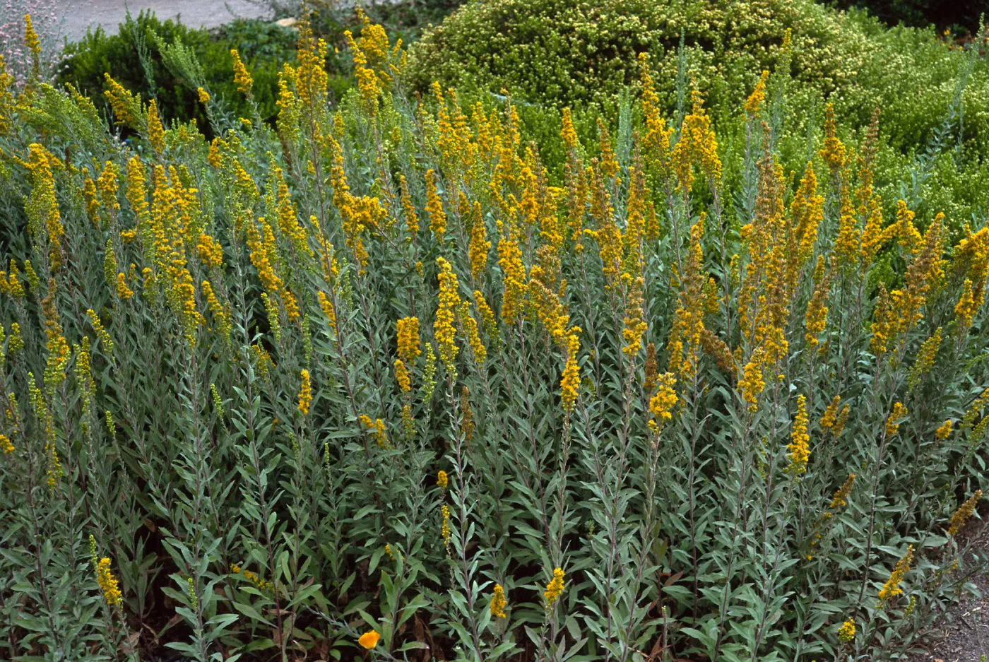 Solidago californica, Santa Barbara Botanic Garden