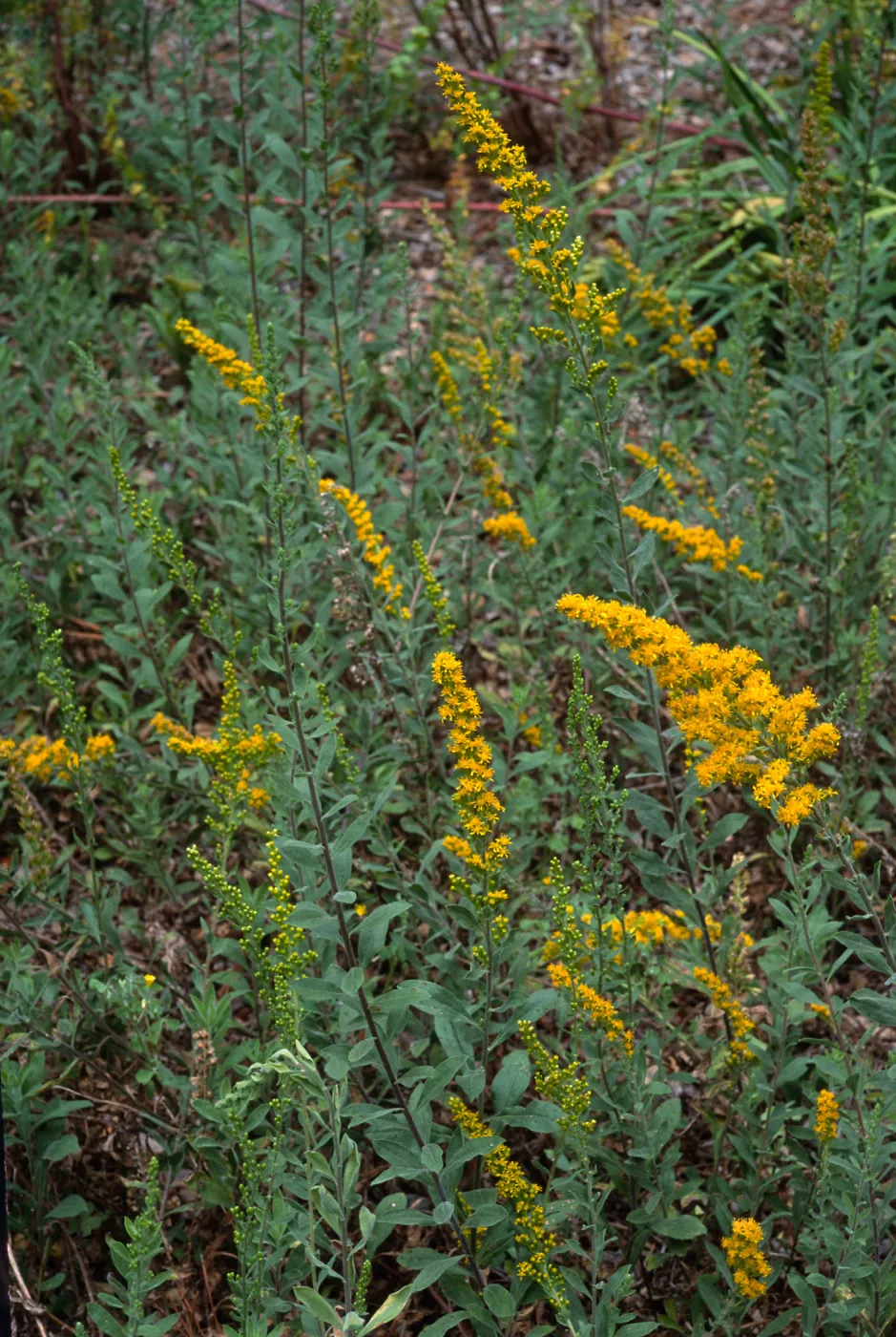 Solidago californica, Santa Barbara Botanic Garden