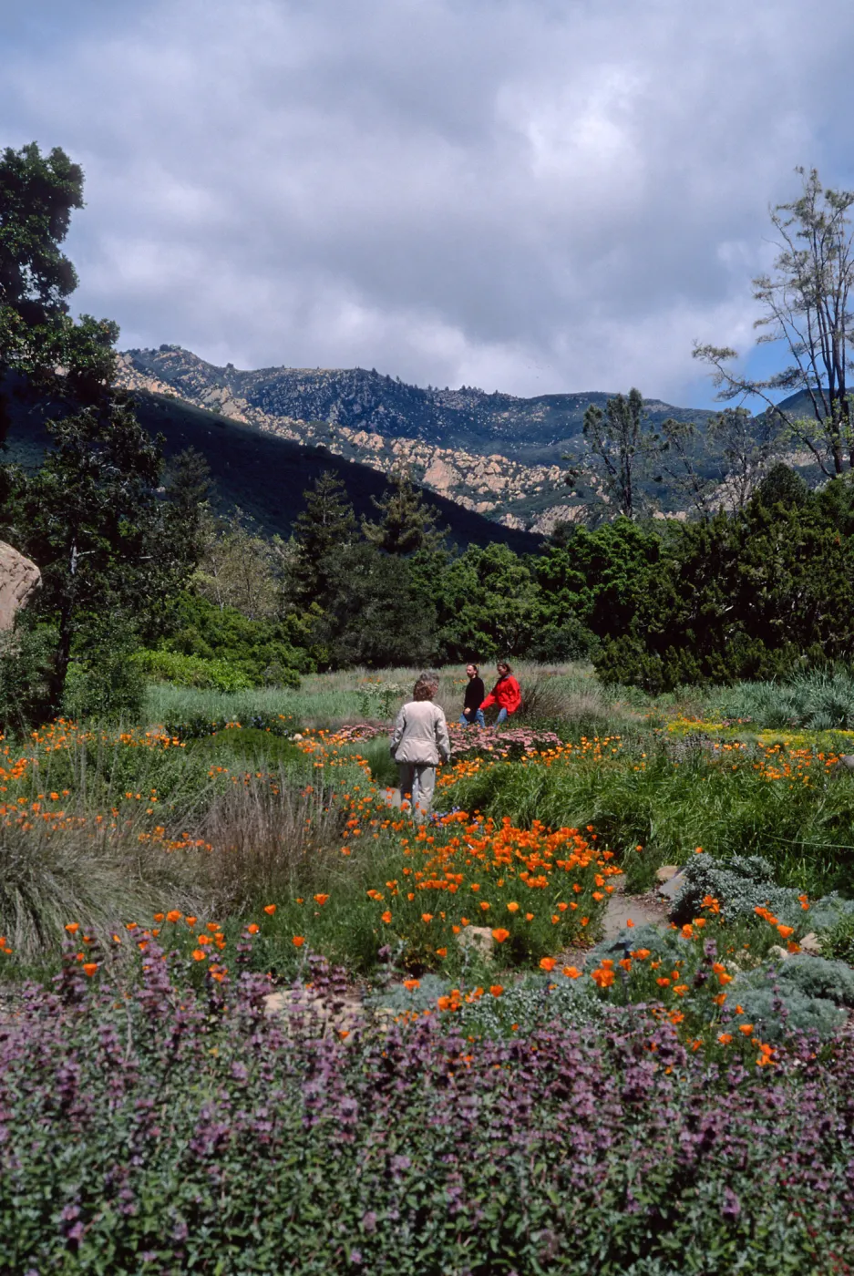 meadow, Santa Barbara Botanic Garden