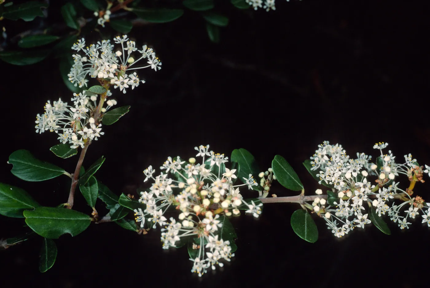 Ceanothus megacarpus insularis, Santa Barbara Botanic Garden