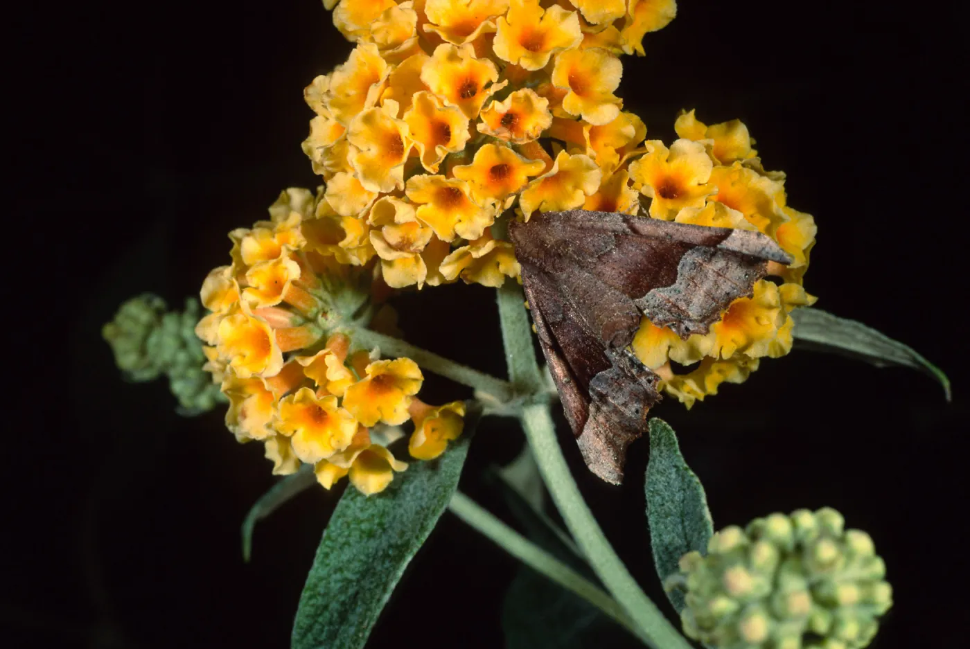 Buddleia Sunset Gold & moth, Santa Barbara Botanic Garden