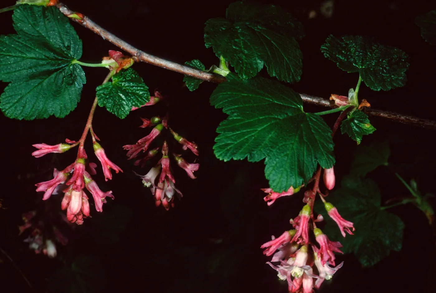Ribes malvaceum, Santa Barbara Botanic Garden