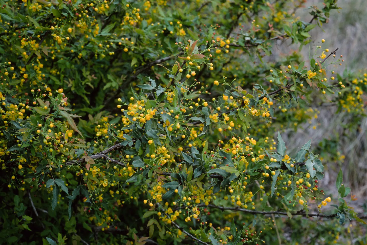 Berberis nevinii, Northwest end of meadow, Santa Barbara Botanic Garden
