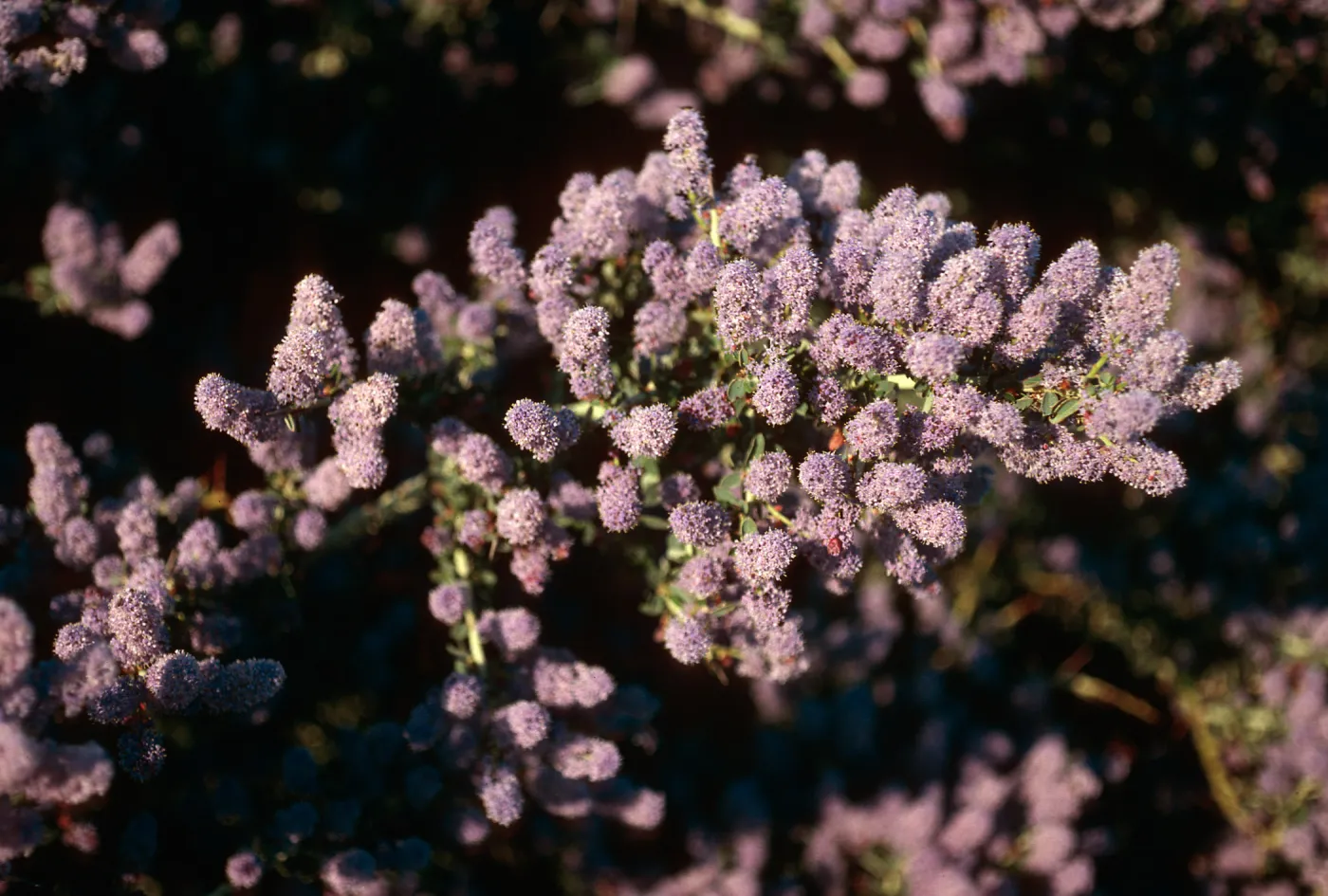 Ceanothus leucodermis, West Camino Cielo, Santa Barbara County