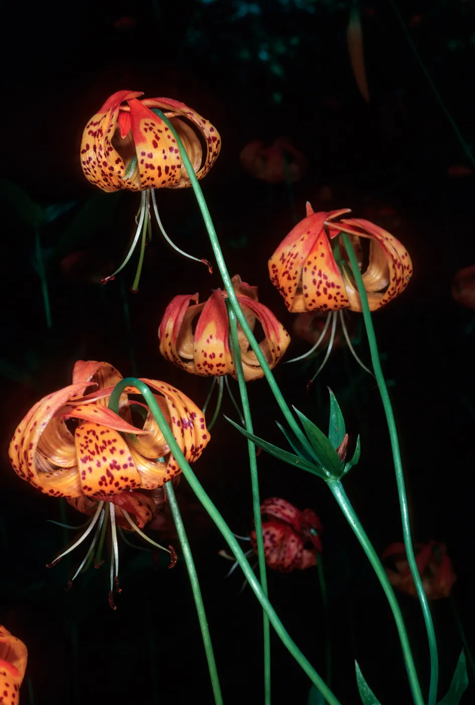 Lilium pardalinum, below lower Bear Camp, Sisquoc River, Santa Barbara county