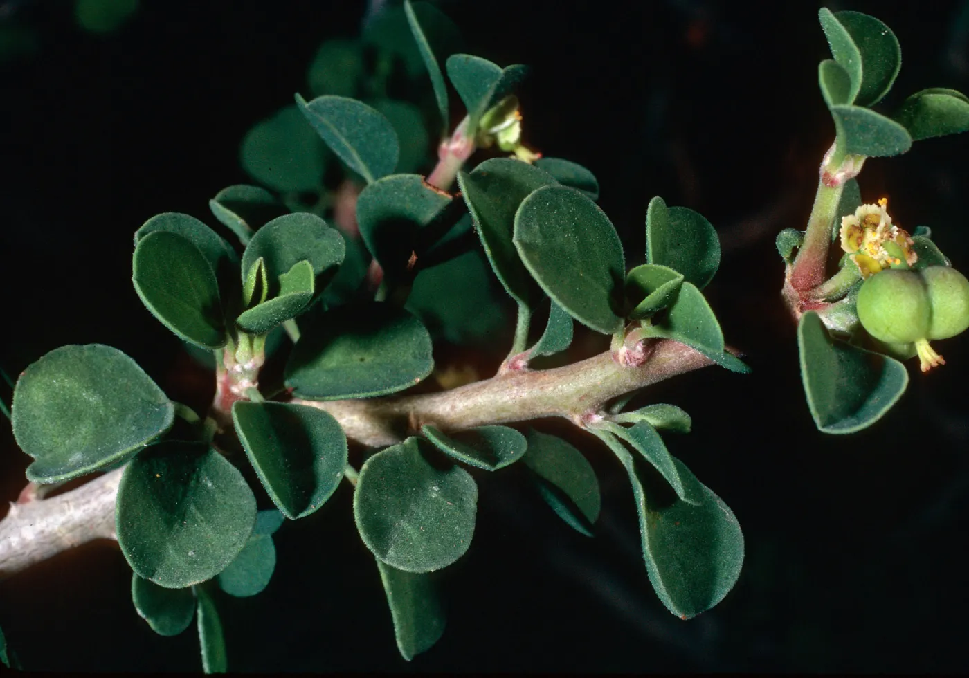 Euphorbia misera, Island Section, Santa Barbara Botanic Garden