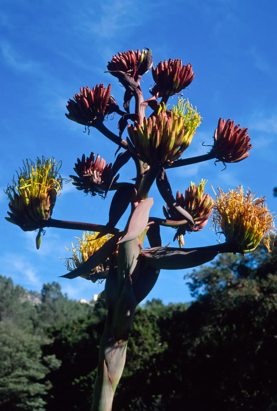 Agave shawii, Santa Barbara Botanic Garden
