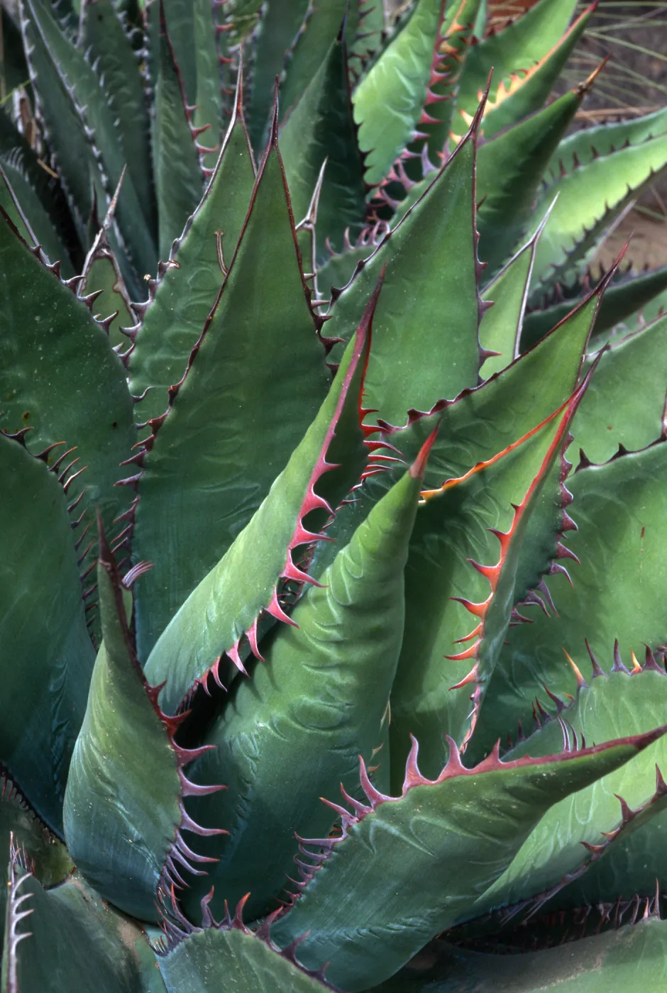 Agave shawii, Desert Section, Santa Barbara Botanic Garden