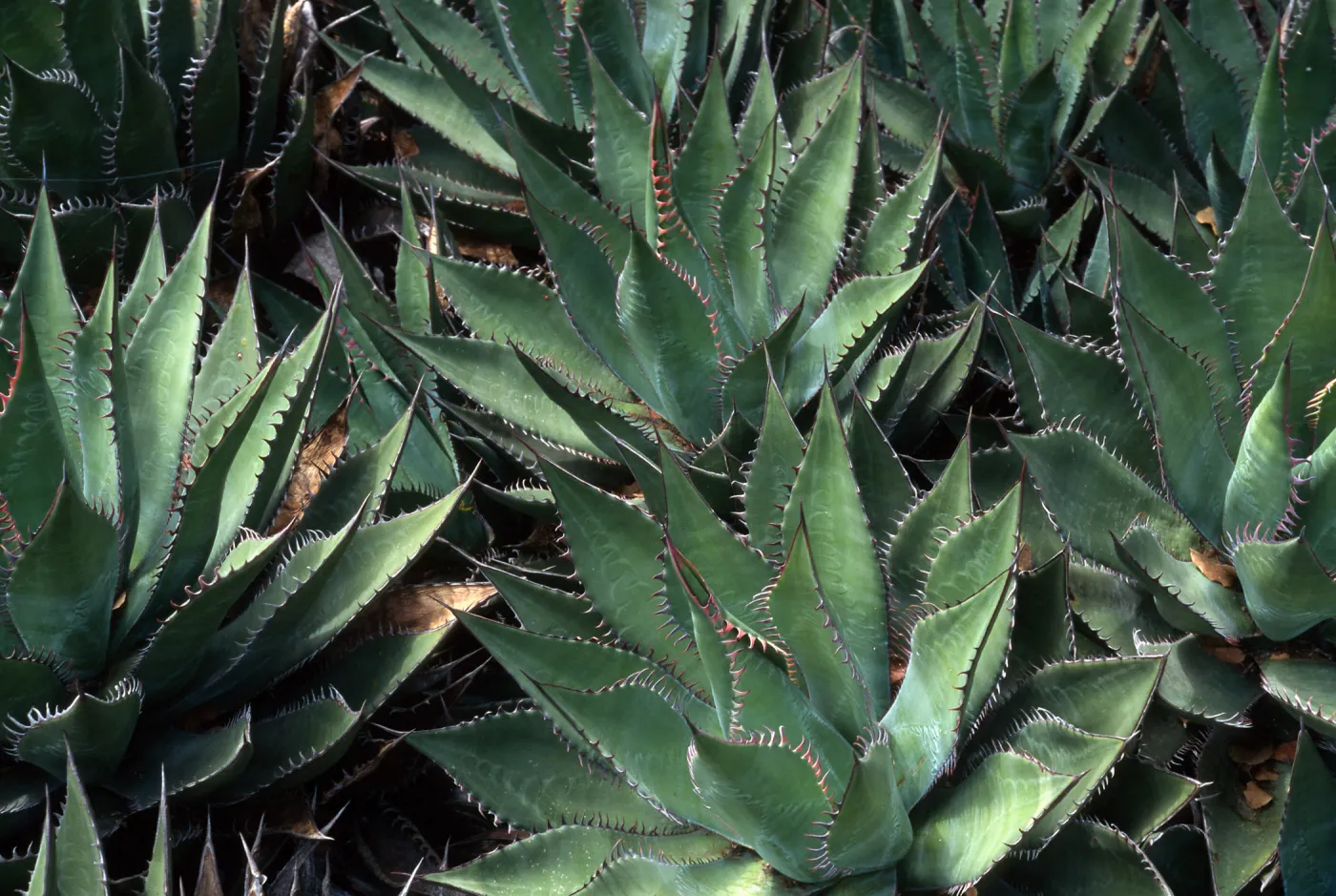 Agave shawii, Desert Section, Santa Barbara Botanic Garden