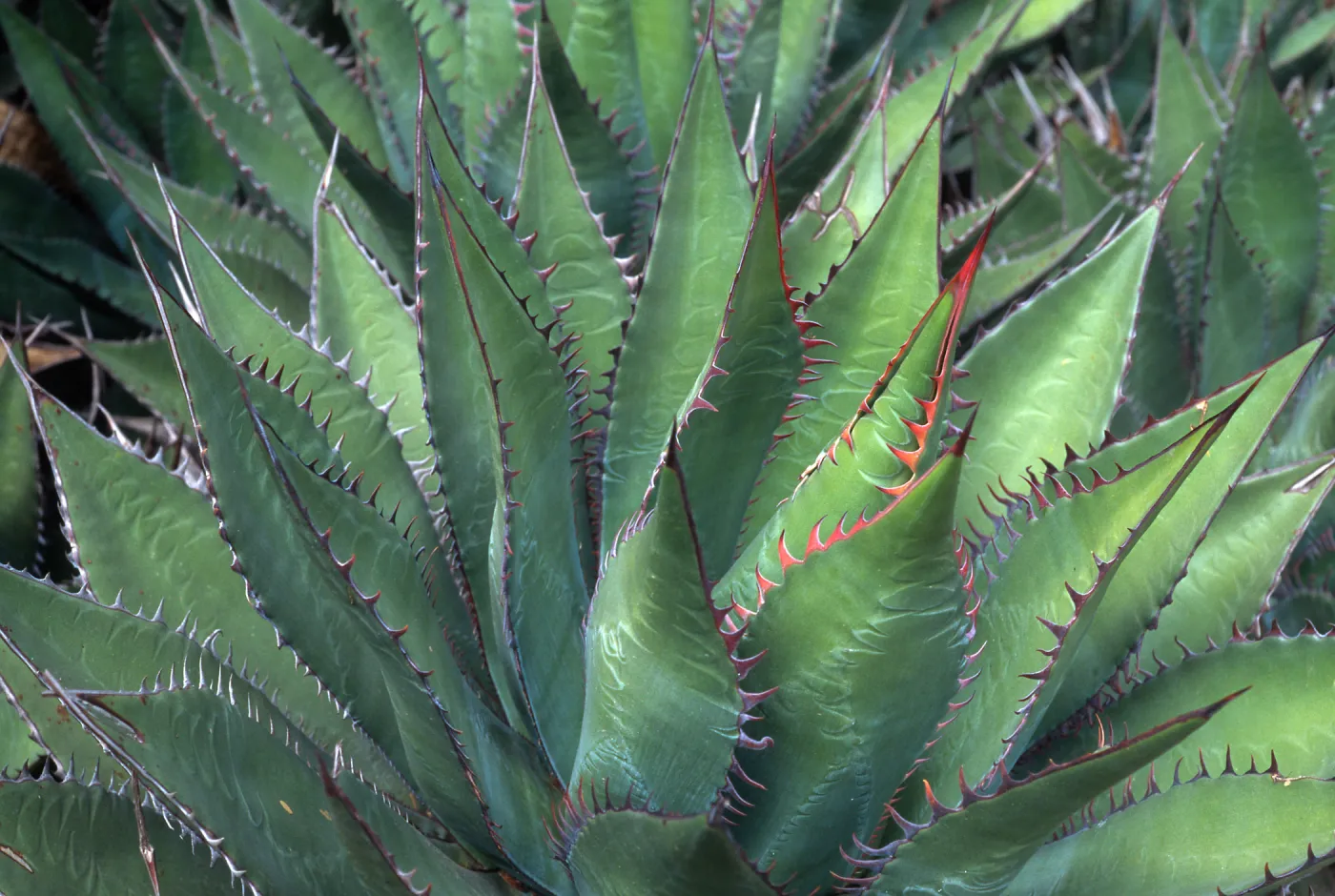 Agave shawii, Desert Section, Santa Barbara Botanic Garden