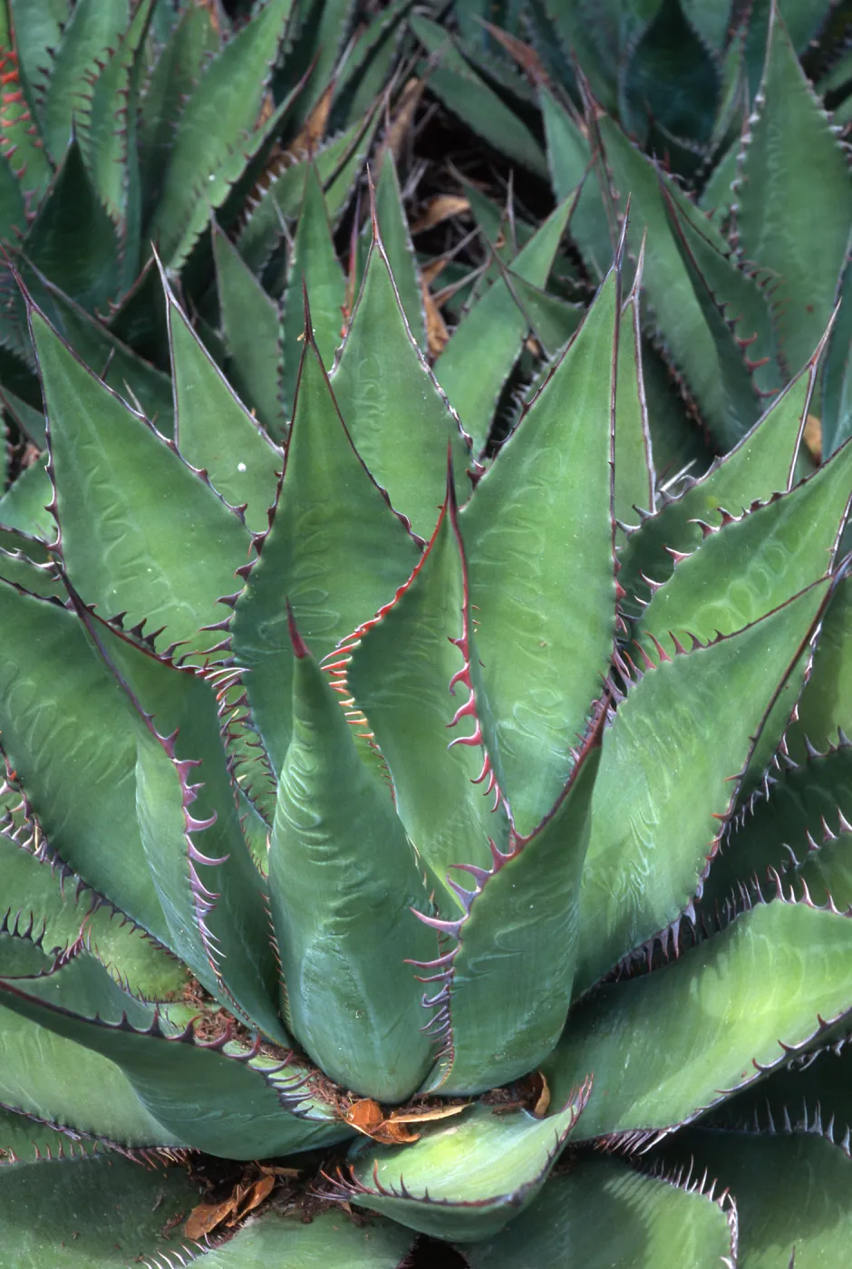 Agave shawii, Desert Section, Santa Barbara Botanic Garden