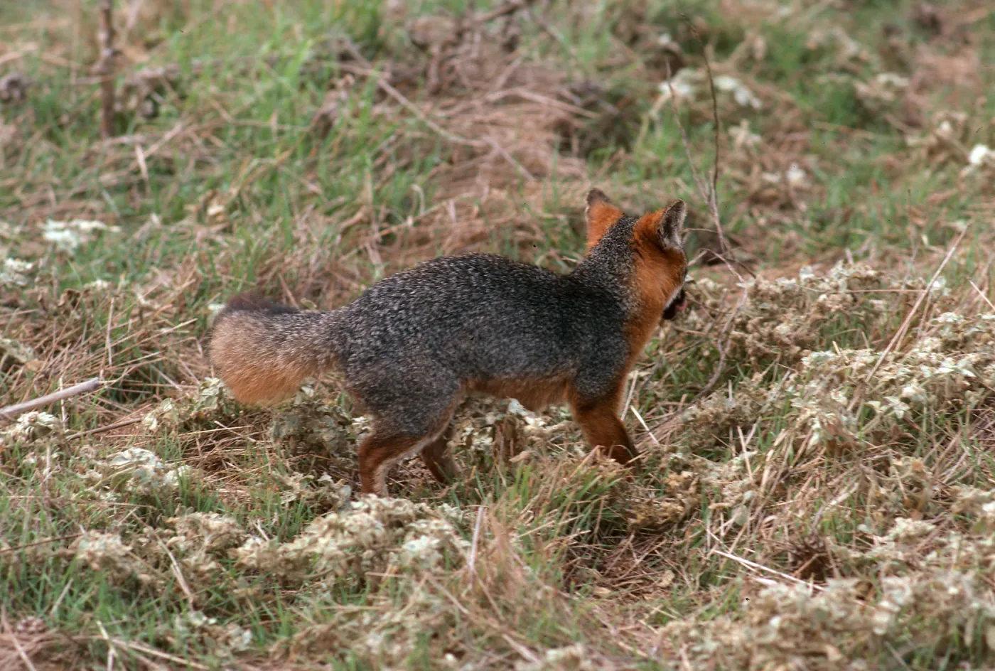 Island Fox, East of China Pines, Santa Cruz Island