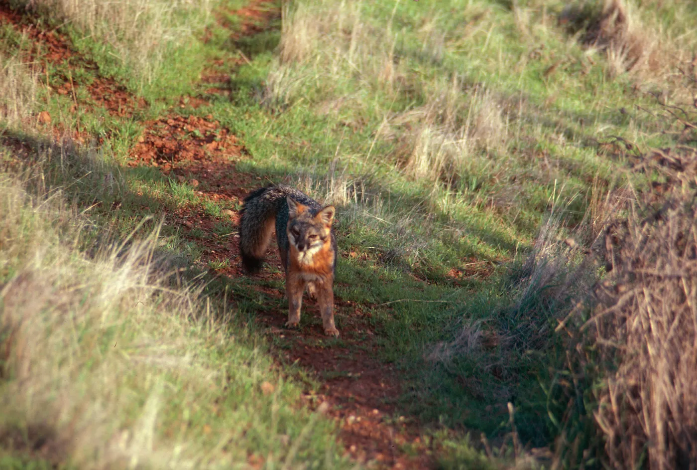 Island Fox, South Ridge Road, Santa Cruz Island