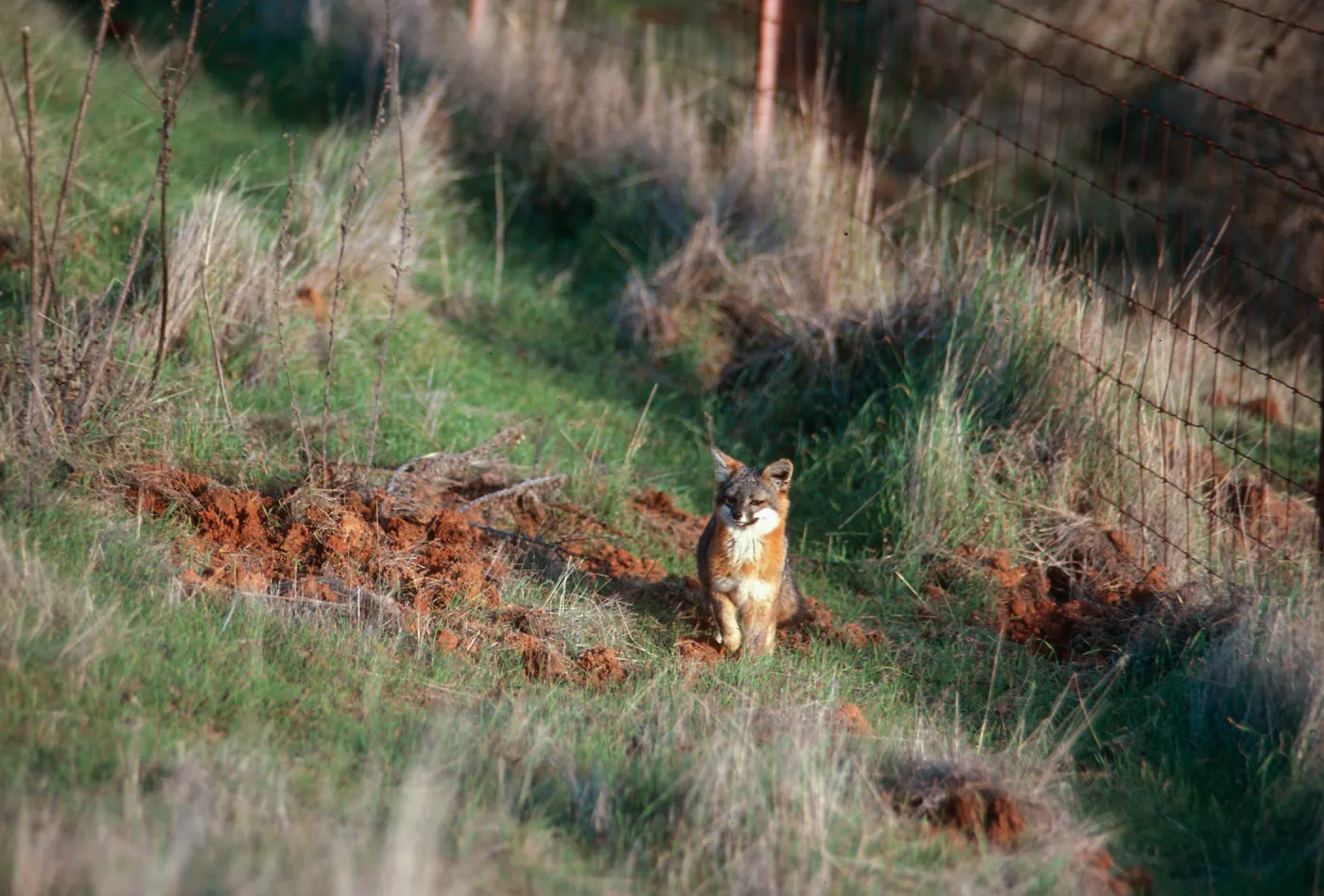 Island Fox, South Ridge Road, Santa Cruz Island