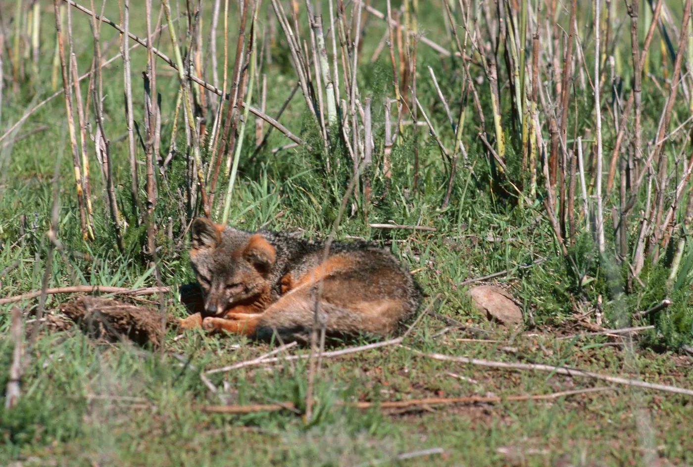 Island fox, West of ranch airstrip, Santa Cruz Island